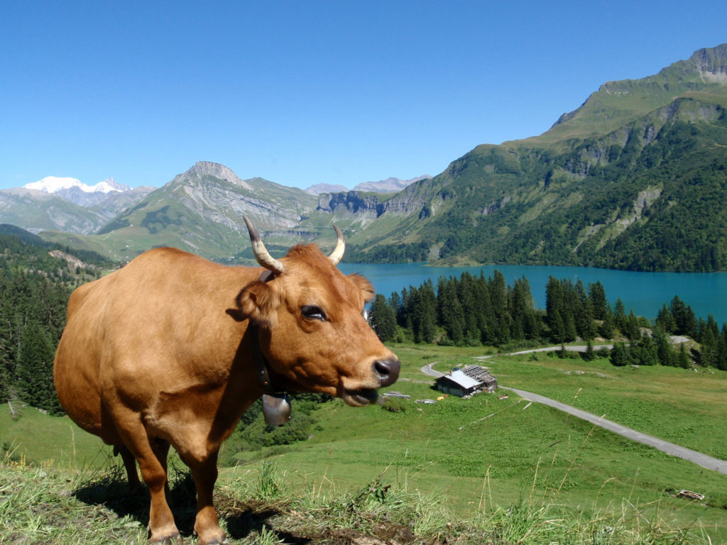 Vache tarine dans les alpages de Savoie