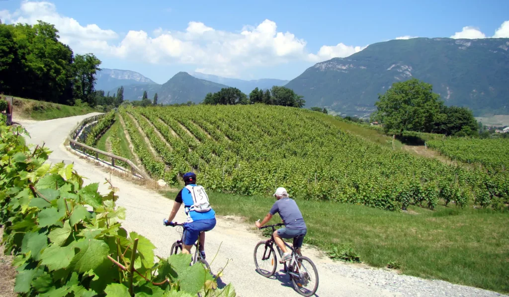 Cyclists on a path through the Saint-André vineyards in Savoie